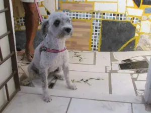 Cachorro raça mistica idade 1 ano nome sem nome