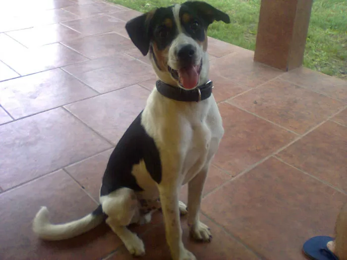 Cachorro ra a fox paulistinha idade 7 a 11 meses nome boby