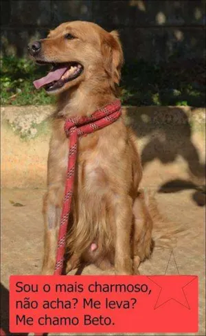 Cachorro raça Mix Golden idade 2 anos nome Beto Mix Golden!
