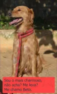 Beto Mix Golden!