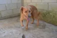 Beto Mix Golden!