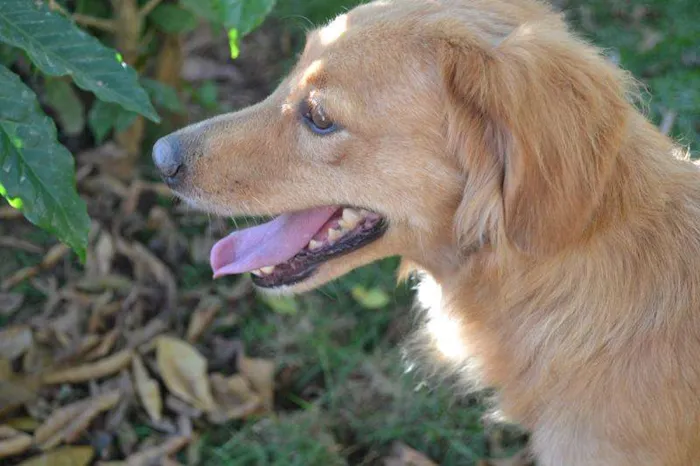 Cachorro ra a Mix Golden idade 2 anos nome Beto Mix Golden!