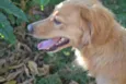Beto Mix Golden!