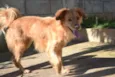 Beto Mix Golden!
