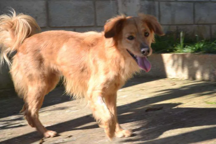Cachorro ra a Mix Golden idade 2 anos nome Beto Mix Golden!