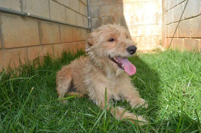 Cachorro ra a SRD idade 2 anos nome Priscila uma garota