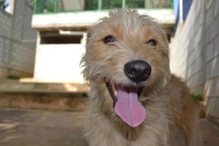 Cachorro ra a SRD idade 2 anos nome Priscila uma garota
