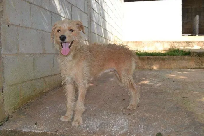 Cachorro ra a SRD idade 2 anos nome Priscila uma garota