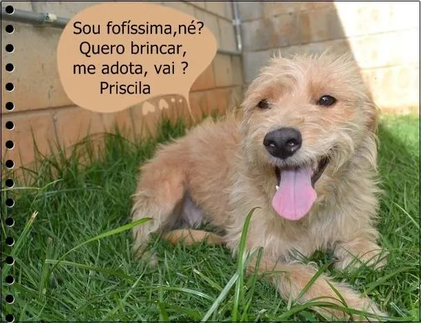 Cachorro ra a SRD idade 2 anos nome Priscila uma garota