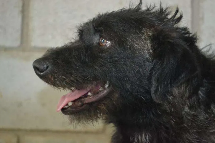 Cachorro ra a SRD idade 1 ano nome Charge uma linda me
