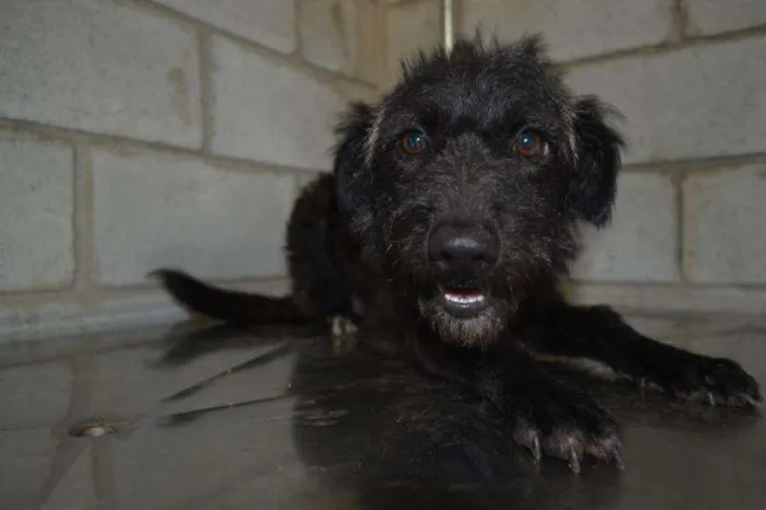 Cachorro ra a SRD idade 1 ano nome Charge uma linda me