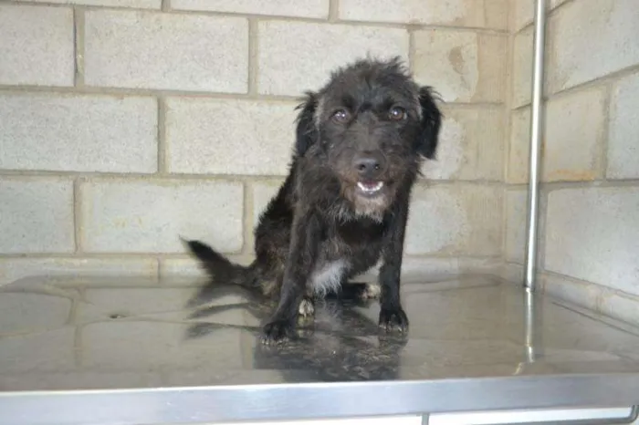 Cachorro ra a SRD idade 1 ano nome Charge uma linda me