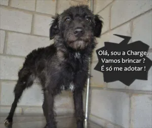 Cachorro raça SRD idade 1 ano nome Charge uma linda me