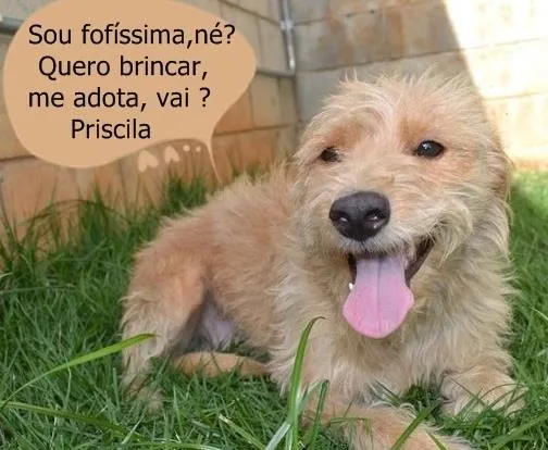 Cachorro ra a SRD idade 2 anos nome Priscila uma garota