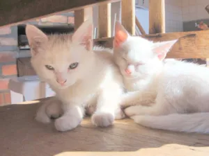 Gato raça SRD idade 2 a 6 meses nome sem nome