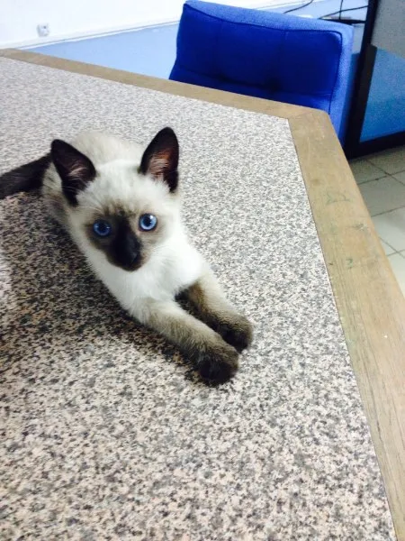 Gato ra a Siamês idade 2 a 6 meses nome Tom