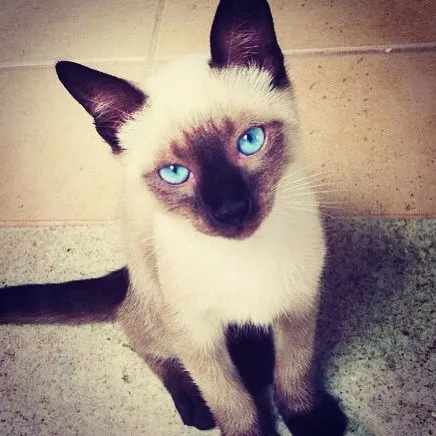 Gato ra a Siamês idade 2 a 6 meses nome Tom