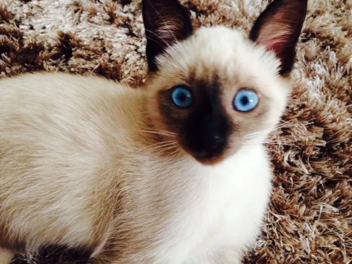Gato ra a Siamês idade 2 a 6 meses nome Tom