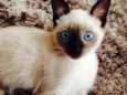 Tom