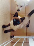 Tom