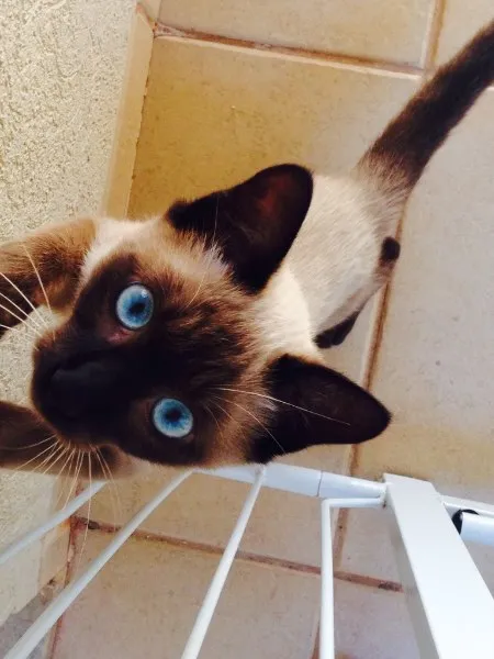 Gato ra a Siamês idade 2 a 6 meses nome Tom
