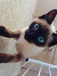 Tom