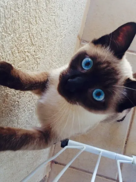 Gato ra a Siamês idade 2 a 6 meses nome Tom