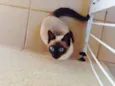 Tom
