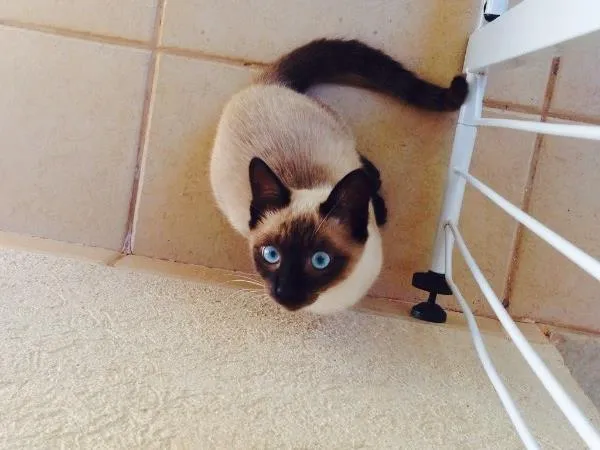 Gato ra a Siamês idade 2 a 6 meses nome Tom