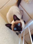 Tom
