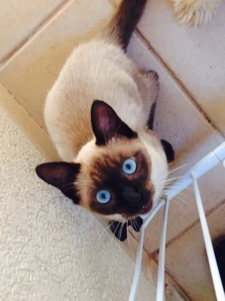 Gato ra a Siamês idade 2 a 6 meses nome Tom