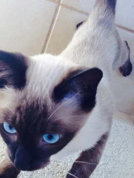 Gato ra a Siamês idade 2 a 6 meses nome Tom