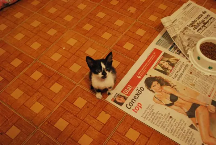 Gato ra a  idade Abaixo de 2 meses nome Frajola filhote