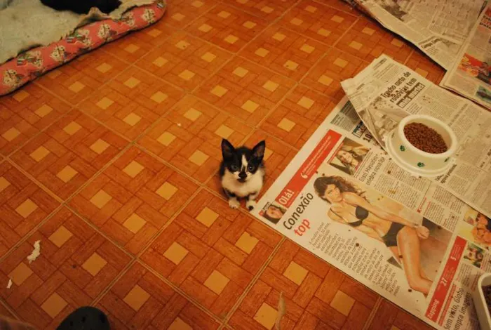 Gato ra a  idade Abaixo de 2 meses nome Frajola filhote