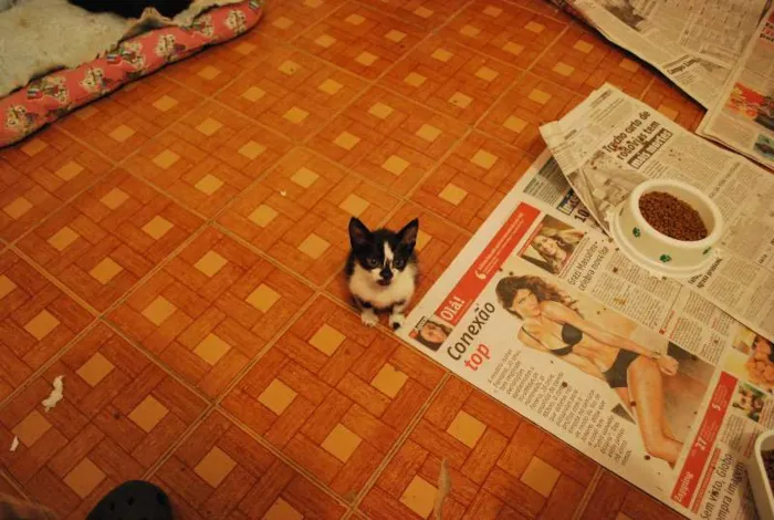 Gato ra a  idade Abaixo de 2 meses nome Frajola filhote