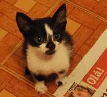 Gato ra a  idade Abaixo de 2 meses nome Frajola filhote