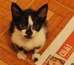 Gato ra a  idade Abaixo de 2 meses nome Frajola filhote