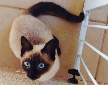 Gato ra a Siamês idade 2 a 6 meses nome Tom