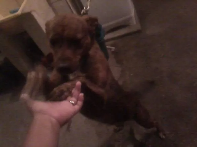 Cachorro ra a SRD idade 2 anos nome Rick
