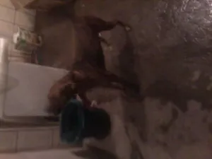 Cachorro raça SRD idade 2 anos nome Rick