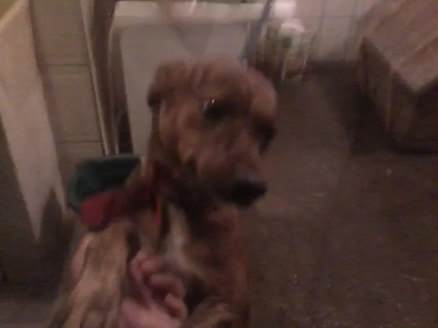 Cachorro ra a SRD idade 2 anos nome Rick
