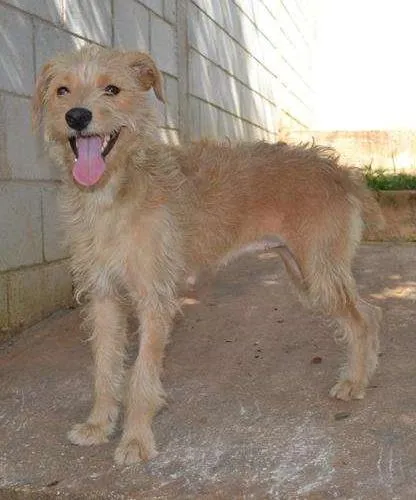 Cachorro ra a SRD idade 2 anos nome Priscila uma garota