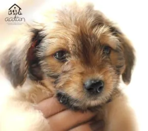 Cachorro raça DV idade  nome São mais de 270 ani
