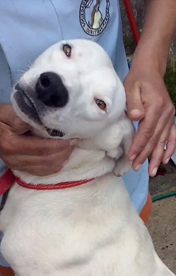Cachorro ra a Dv idade  nome Lindos animaizinhos