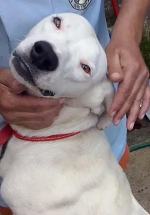 Cachorro raça Dv idade  nome Lindos animaizinhos
