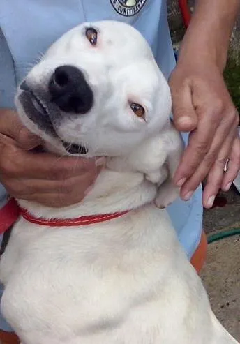 Cachorro ra a Dv idade  nome Lindos animaizinhos
