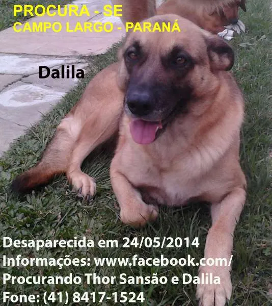 Cachorro ra a Pastor Alemão idade 6 ou mais anos nome Dalila