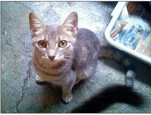 Gato raça DV idade  nome Vários gatinhos adu