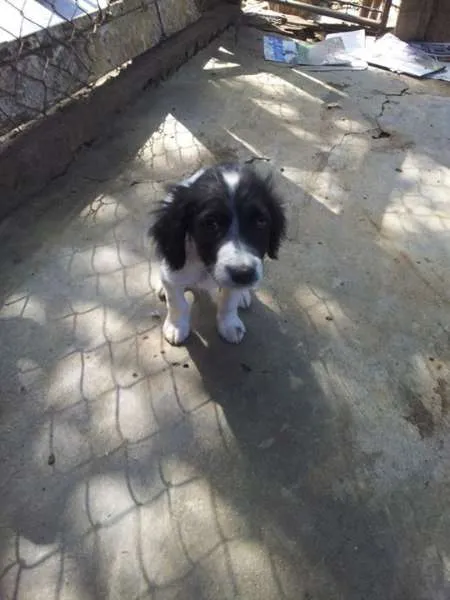 Cachorro raça Dv idade  nome Lindos anjinhos