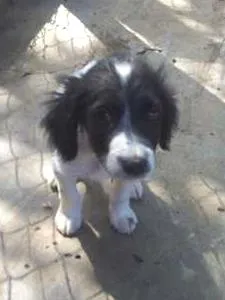 Cachorro raça Dv idade  nome Lindos anjinhos
